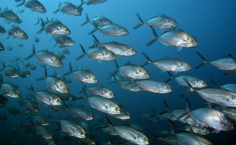 Peixes Blue Runners