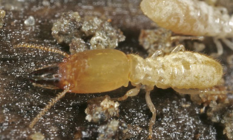 Foto de close-up de soldado cupim.