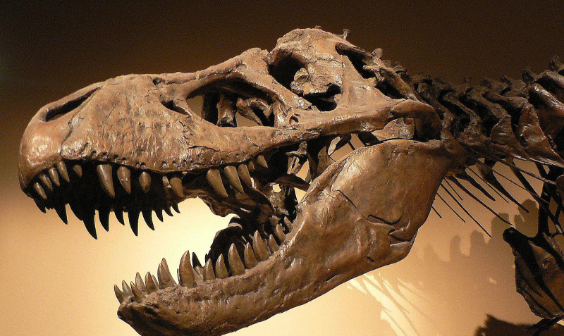 Close-up of the skull of a <i>Tyrannosaurus rex</i> z okresu późnej kredy”> Wikimedia Commons</p>