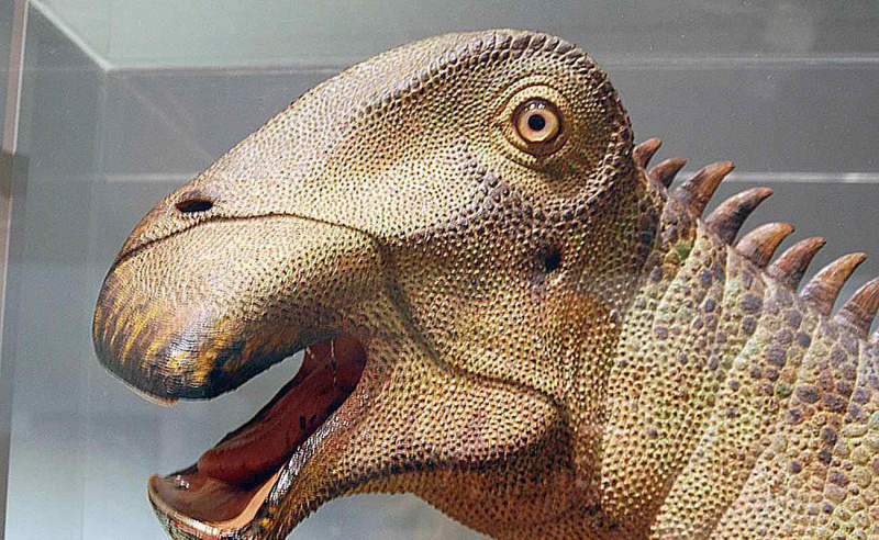Close-up of the face of a <i>Nigerzaur</i> roślinożerca, ukazująca kamienistą skórę i kostny kolczasty kręgosłup”> Wikimedia Commons</p>