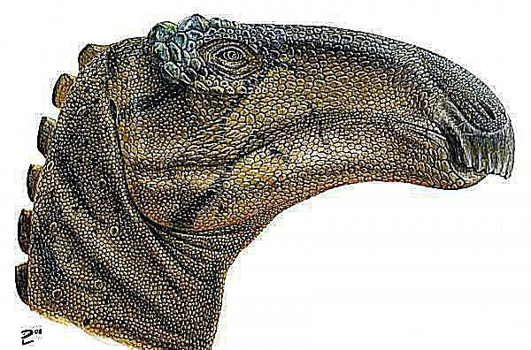An illustration of the face of a <i>Jeyavati</i> dinozaur z kamyczkową skórą, kościstym grzbietem i klapą nad pyskiem”>ThoughtCo / Lukas Panzarin</p>