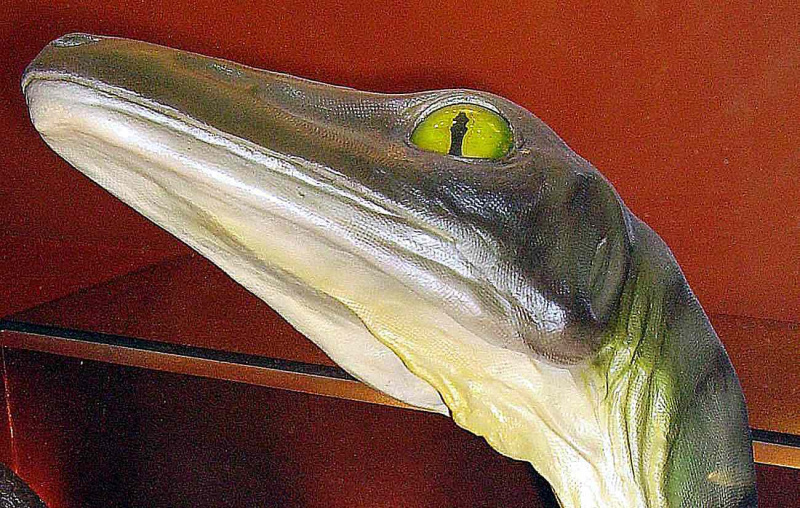 The head of the carnivorous <i>Troodon</i> , małe, podobne do ptaka, zielone oczy dinozaura i gładka, wężowata skóra”>ThinkCo</p>