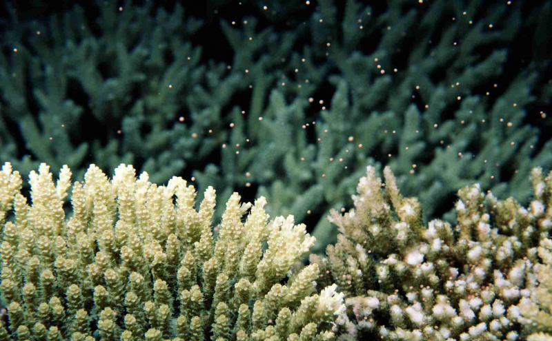 Frai de corail contrôlé lunaire (Acropora sp.), vue sous-marine