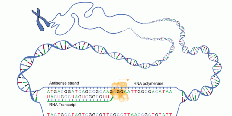 DNA blir transkribert til RNA under det første trinnet av genuttrykk