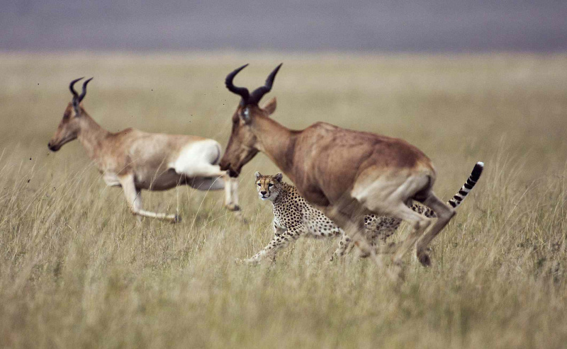 Gepard goni topi.
