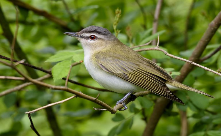 Czerwonooki Vireo
