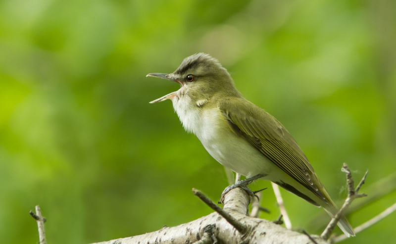 Czerwonooki Vireo