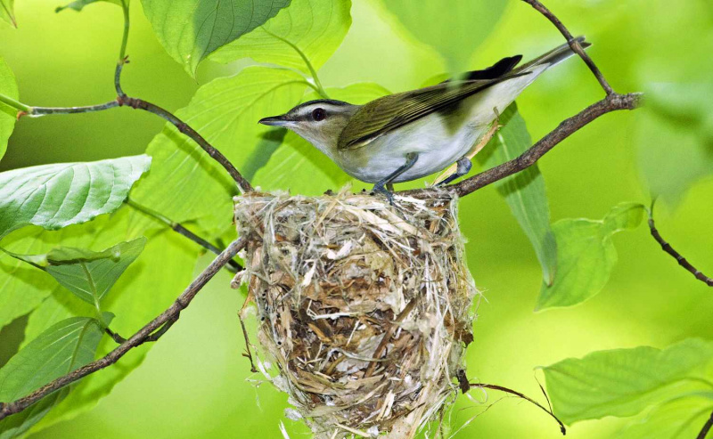 Czerwonooki Vireo