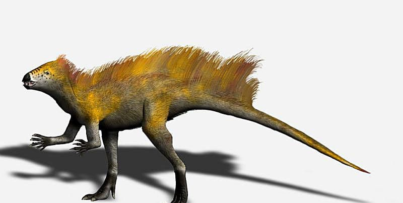 Illustrazione del dinosauro, tianyulong.