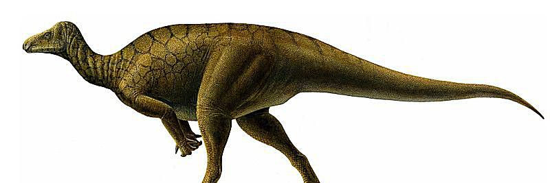 Illustrazione del dinosauro, ippodraco.