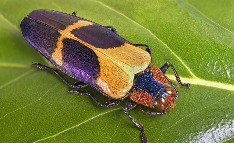 カラフルなカブトムシ