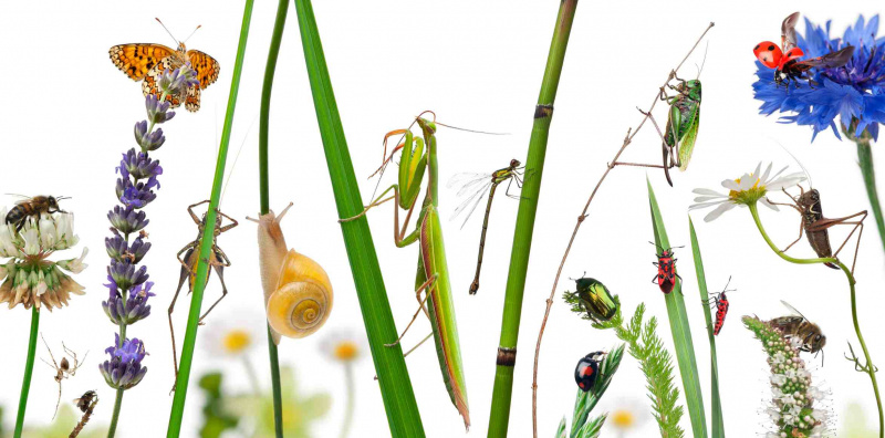 野草にいるさまざまな昆虫