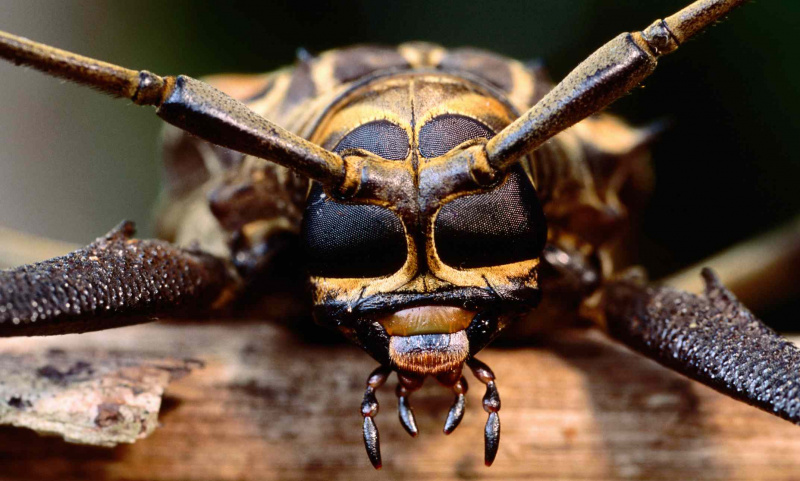 カブトムシの口器