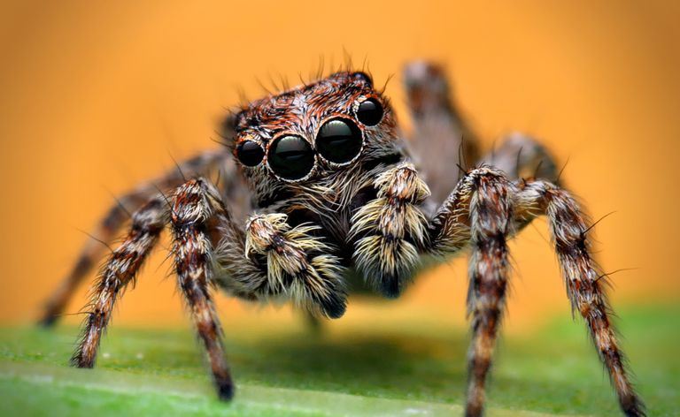 Araña saltadora.