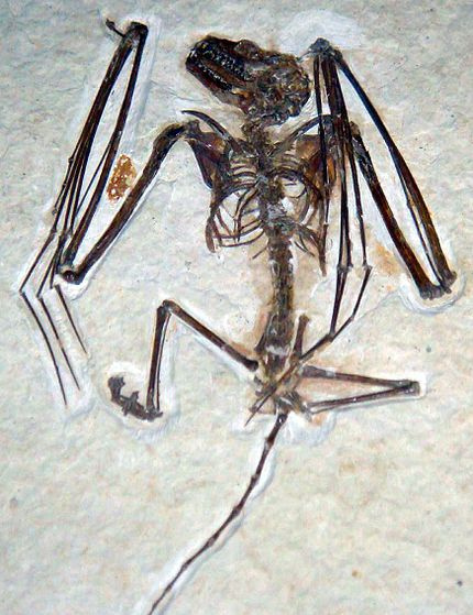 icaronycteris