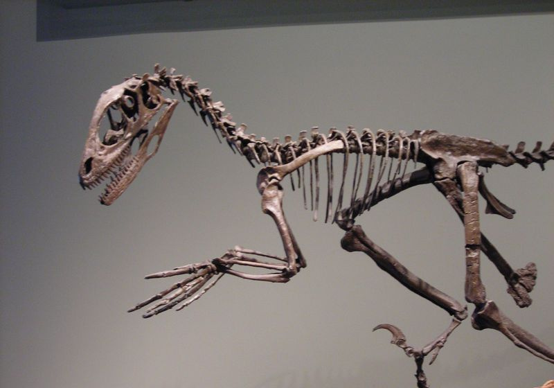 deinonychus