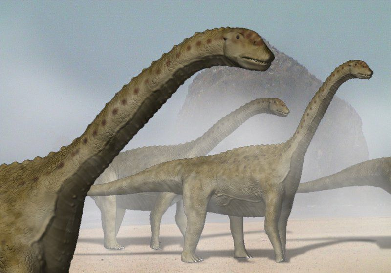 camarasaurus
