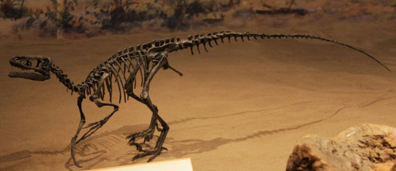 ornitholestes