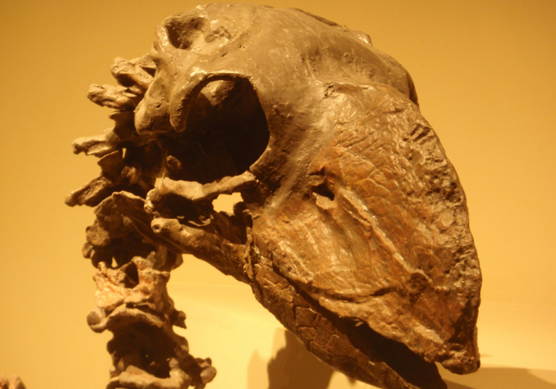 gastornis