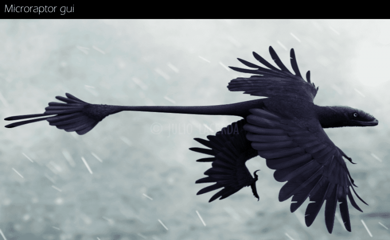 mikroraptor