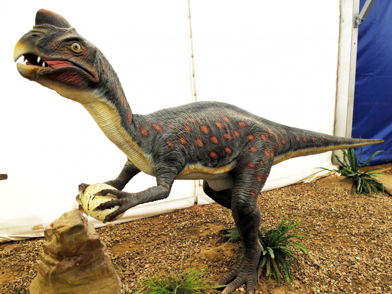 owiraptor