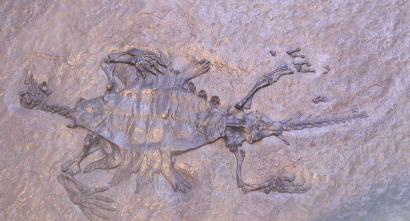 Paratype d