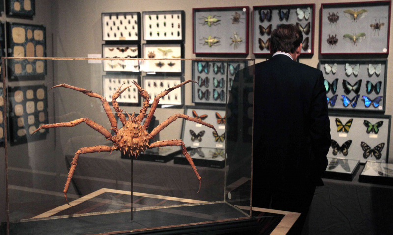 Le premier plan est un crabe Lithodes santolla