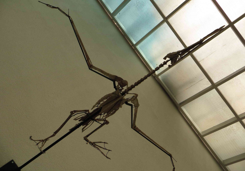 Squelette de Dasornis d