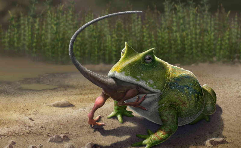 Un grand Belzébuth mange une grenouille