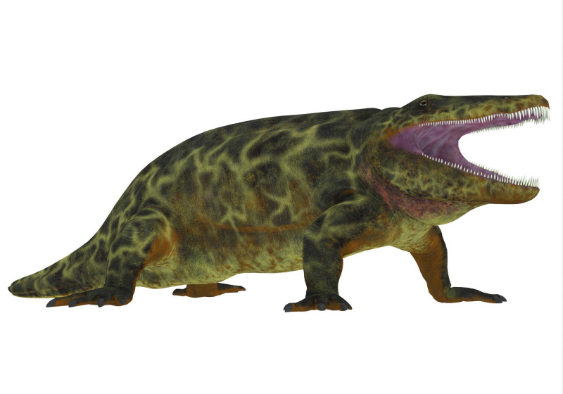Eryops, profil latéral