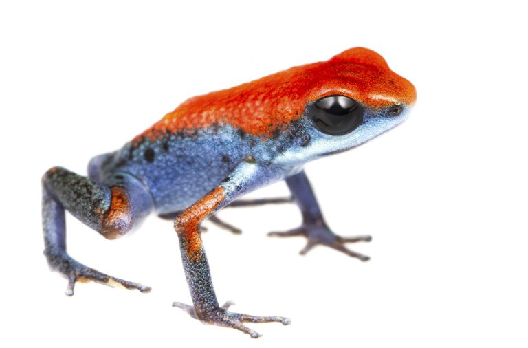 Grenouille empoisonnée aux fraises (Oophaga pumilio)
