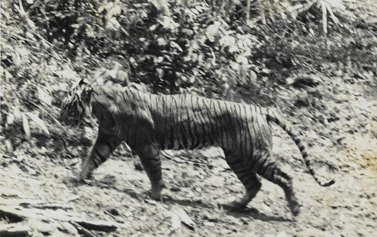 Panthera Tigris Sondaica