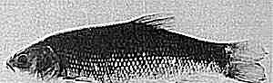 Thicktail Chub
