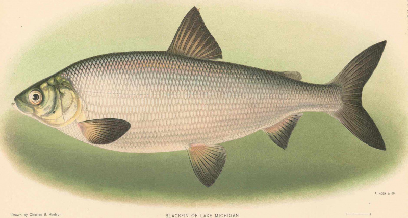 Blackfin Cisco