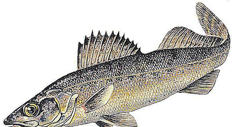 The Blue Walleye
