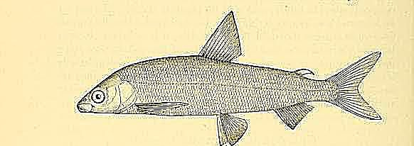 Gravenchen