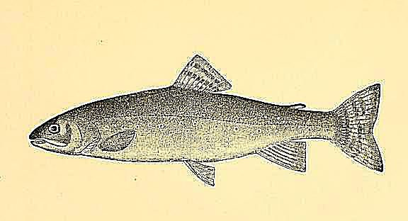 Sølvørreten