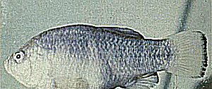Tecopa Pupfish