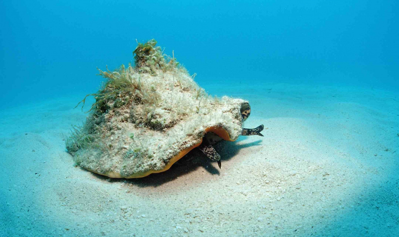 Muschelschale auf den Bahamas