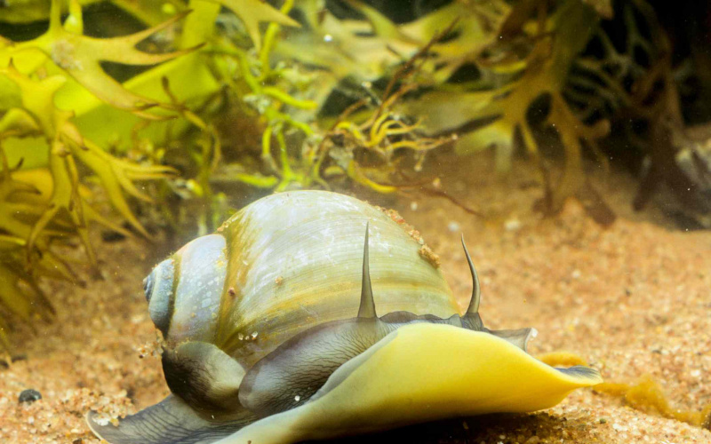 Atlantische Mondschnecke (Neverita duplicata)