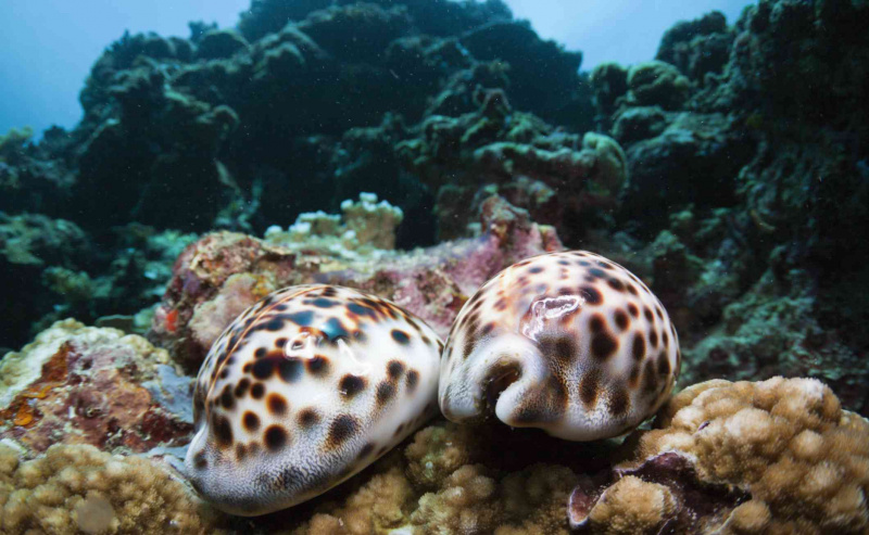 Tiger-Kaurischnecken, Cypraea tigris