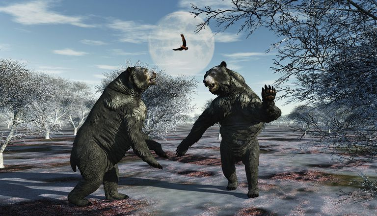 Arctodus Bears dans un conflit territorial
