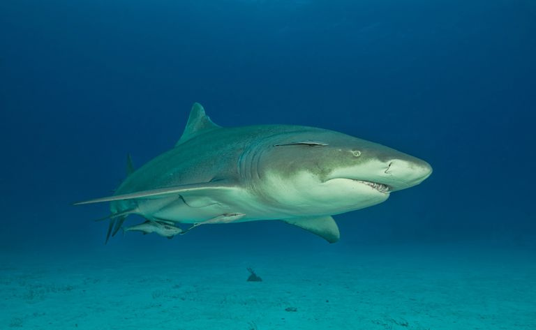 Sitronhai, Tiger Beach, Bahamas