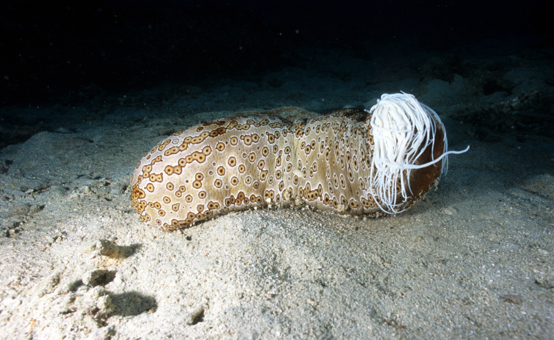 Concombre de mer léopard avec des tubules blancs collants toxiques (tubules de Cuvier) libérés de l