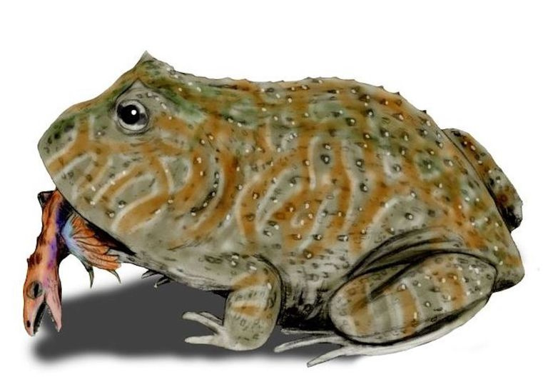 Beelzebufo ampinga, ein Frosch aus der späten Kreidezeit von Madagaskar, Bleistiftzeichnung, digitale Färbung