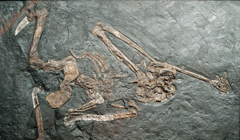 Fossil av Oreopithecus bambolii, en forhistorisk primat.