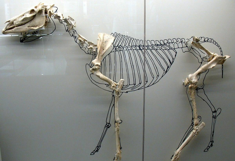 Szkielet Hippariona