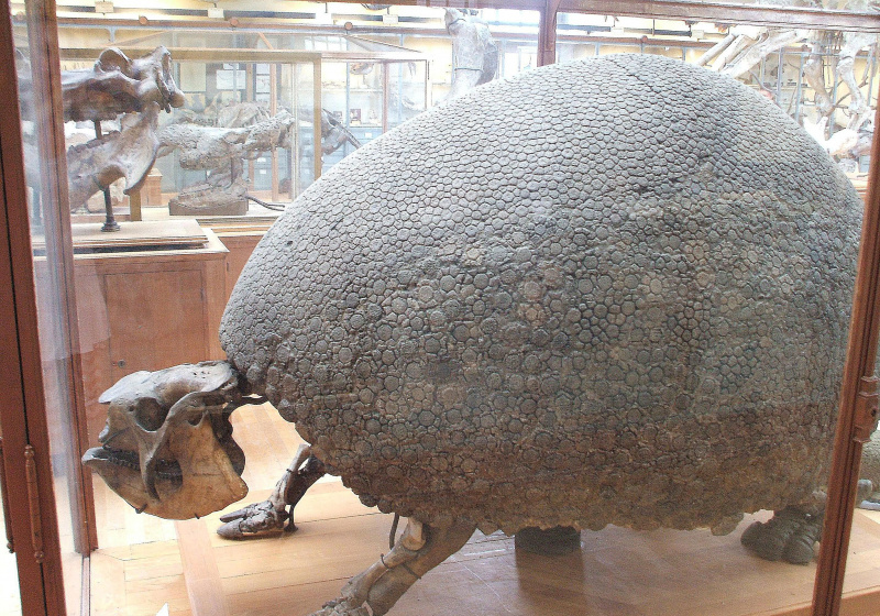 gliptodon
