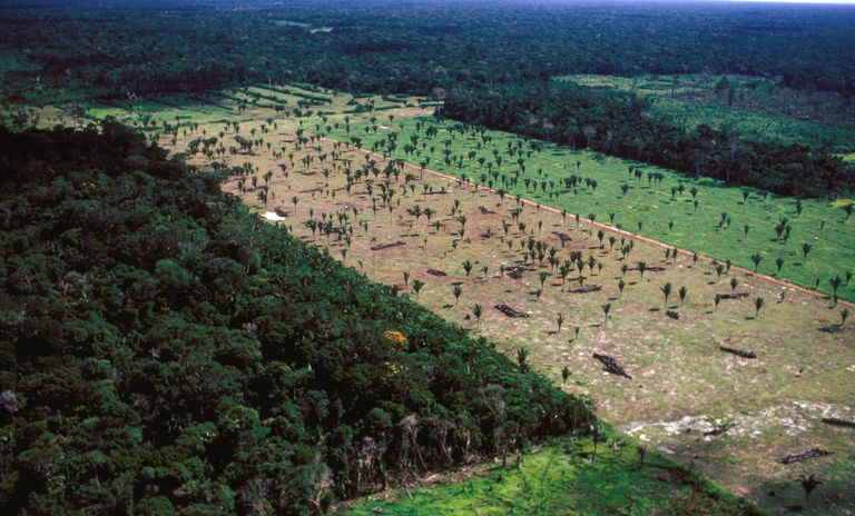 DORZECZA AMAZON: OSTATNIA GRANICA