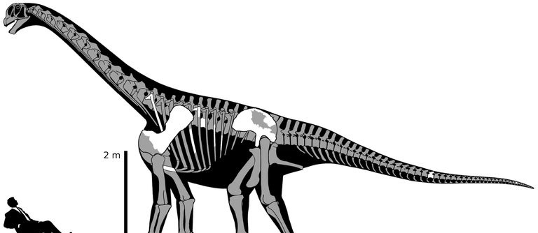 brontomerus